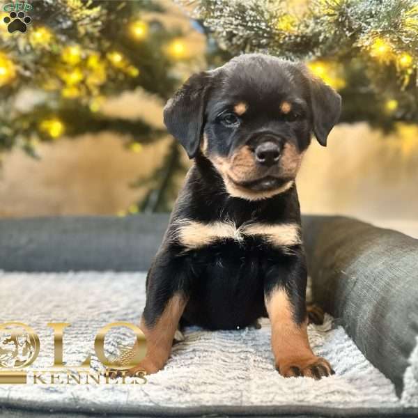 Eve, Rottweiler Puppy